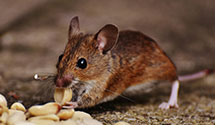 24 Hour & Emergency Exterminators in So Danville, NH